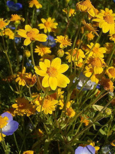 1500 CALIFORNIA SUNSHINE GOLDFIELDS Lasthenia Glabrata Yellow Flower Seeds