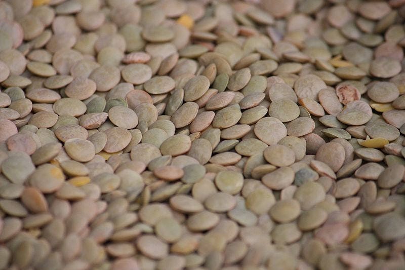 100 GREEN LENTIL Lentils Lens Culinaris Vegetable Seeds