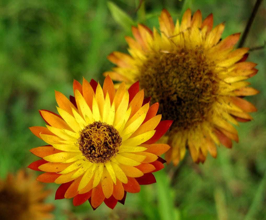 100 TALL Double MIXED Colors STRAWFLOWER Helichrysum Monstrosum Flower Seeds