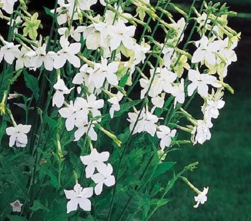 100 Heirloom MIXED COLORS NICOTIANA (Ornamental Flowering Tobacco) Nicotiana Alata Flower Seeds