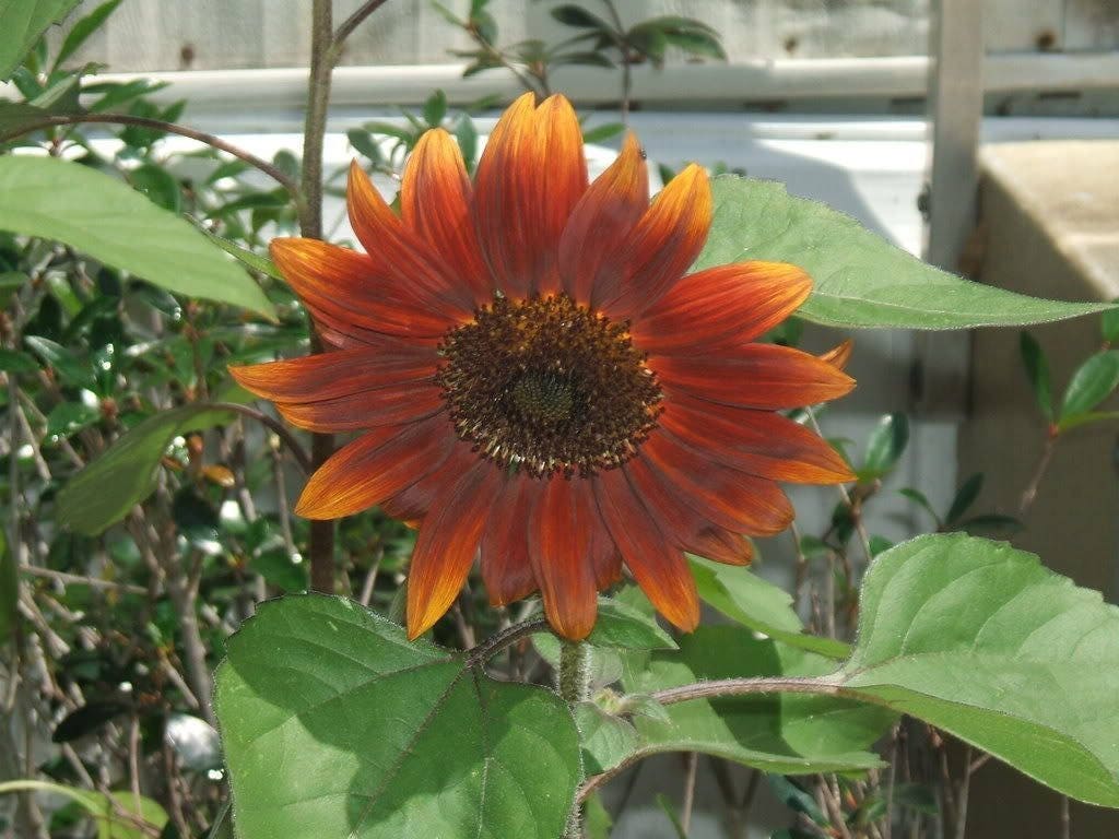 100 Orange EVENING COLORS SUNFLOWER Helianthus Annuus Flower Seeds