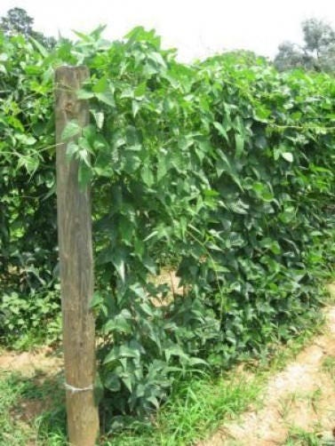 50 KENTUCKY WONDER Pole BEAN Phaseolus Vulgaris Vegetable Seeds