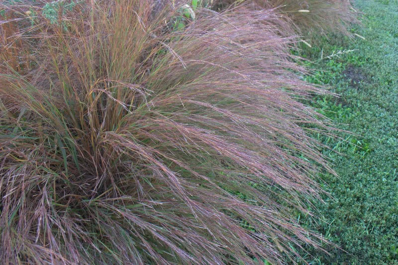 300 LITTLE BLUESTEM GRASS Schizachyrium Scoparius Seeds