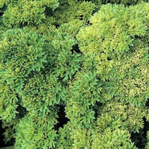 1000 MOSS CURLED PARSLEY Petroselinum Crispum Herb Vegetable Flower Seeds