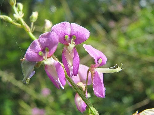 200 SHOWY PINK TREFOIL Stick Tights Desmodium Canadense Flower Seeds