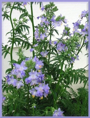 100 BLUE PEARL POLEMONIUM ( Jacobs Ladder ) Polemonium Caeruleum Flower Seeds