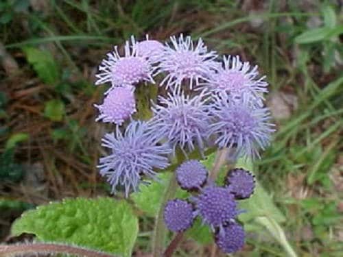 100 PURPLE MISTFLOWER (Hardy or Wild Ageratum) Eupatorium Coelestinum Blue Flower Seeds