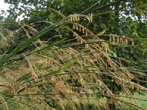 300 Ornamental BIG BLUESTEM GRASS Beardgrass Andropogon Gerardii Seeds