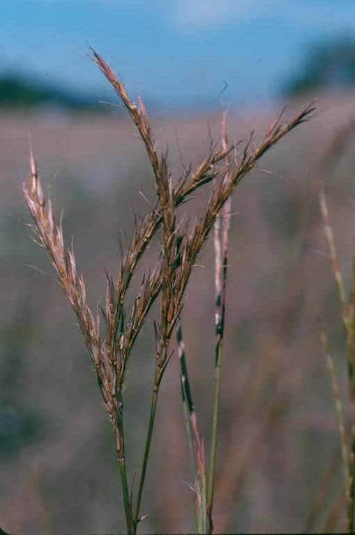 300 Ornamental BIG BLUESTEM GRASS Beardgrass Andropogon Gerardii Seeds