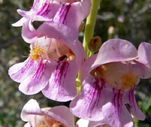 300 PALMERS PENSTEMON (Beardtongue / Balloon Flower) Penstemon Palmeri Flower Seeds