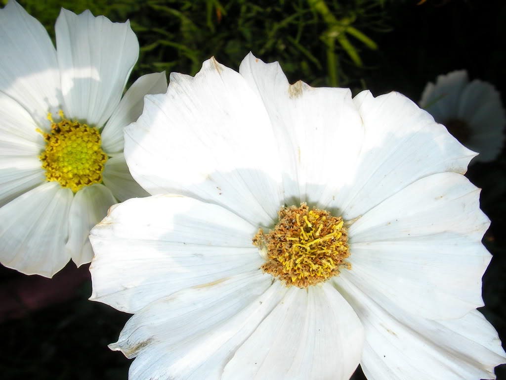 350 PURITY WHITE COSMOS Cosmos Bipinnatus Flower Seeds