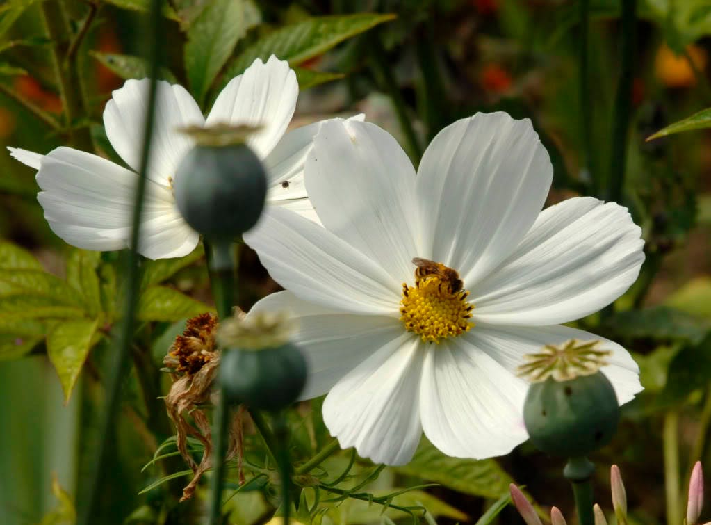 350 PURITY WHITE COSMOS Cosmos Bipinnatus Flower Seeds