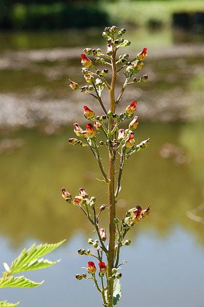 1000 EASTERN FIGWORT (Late Figwort / Carpenters Square) Scrophularia Marilandica Flower Seeds
