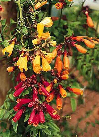 40 CHILEAN GLORY VINE Eccremocarpus Scaber Flower Seeds