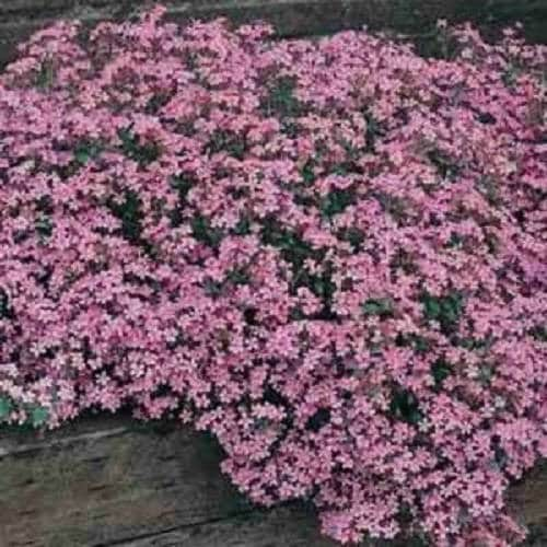 500 PINK ROCK SOAPWORT Saponaria Ocymoides Flower Seeds