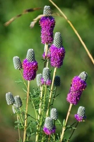 700 PURPLE PRAIRIE CLOVER Dalea Purpurea Flower Seeds