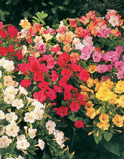 75 MIXED FOUR O CLOCK aka Marvel of Peru Mirabilis Jalapa Flower Seeds