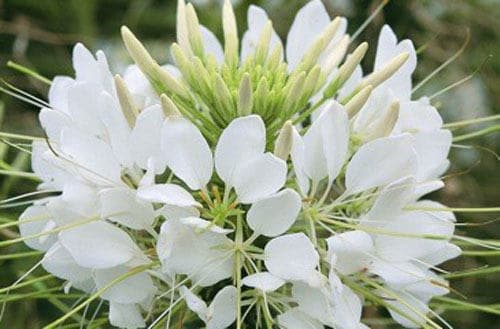 200 WHITE QUEEN CLEOME (Spider Flower) Cleome Hassleriana Cleome Spinosa Flower Seeds
