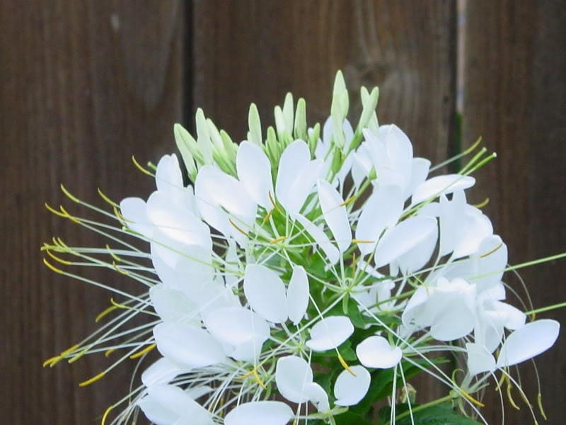 200 WHITE QUEEN CLEOME (Spider Flower) Cleome Hassleriana Cleome Spinosa Flower Seeds