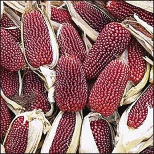 150 Red STRAWBERRY POPCORN CORN Zea Mays Vegetable Seeds