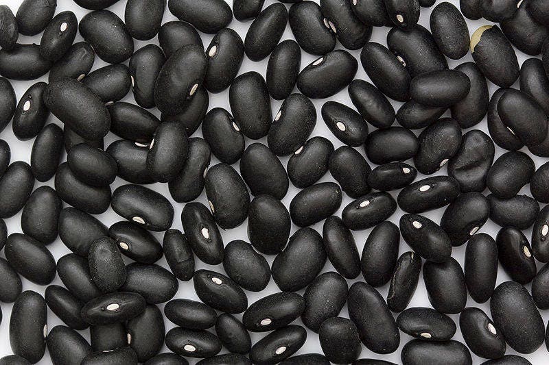 50 BLACK BEAN (Black Turtle Bush Bean) Phaseolus Vulgaris Vegetable Seeds