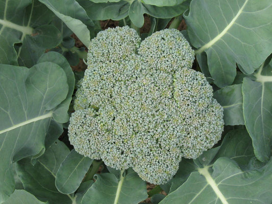 1000 WALTHAM 29 BROCCOLI Brassica Oleracea Vegetable Seeds