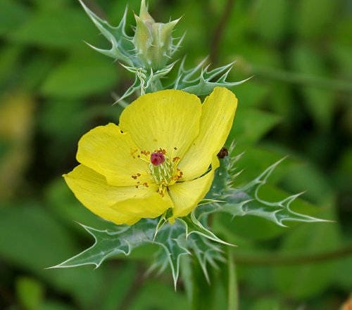 250 YELLOW Mexican PRICKLY POPPY Argremone Mexicana Flower Seeds