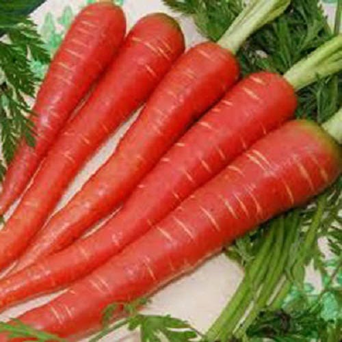 400 ATOMIC RED CARROT Daucus Carota Vegetable Seeds