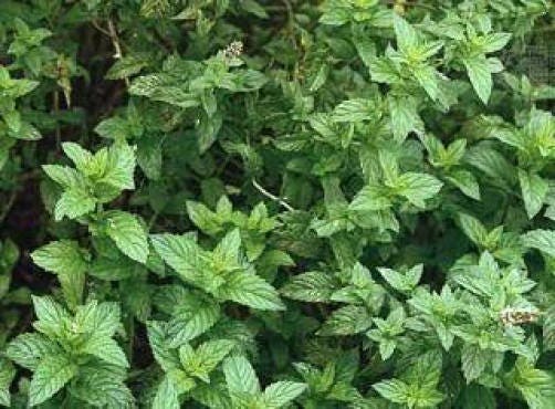 500 SPEARMINT (English Mint) Mentha Spicata Herb Flower Seeds