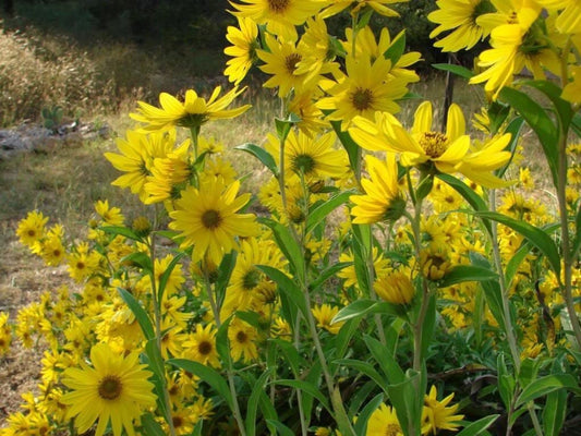 250 MAXIMILIAN (Prairie) SUNFLOWER Helianthus Maximiliani Flower Seeds