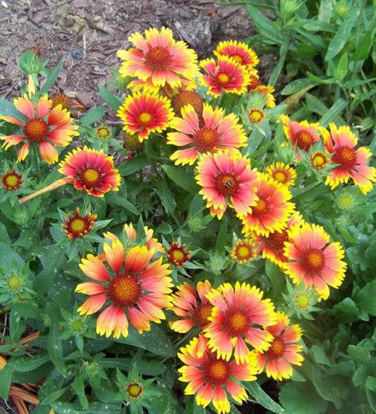 100 ARIZONA SUN GAILLARDIA Pulchella Indain Blanket Flower Seeds