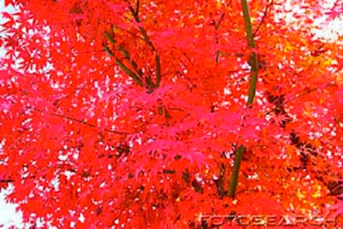 25 SIBERIAN MAPLE TREE Acer Ginnala Seeds - Red Fall Foliage