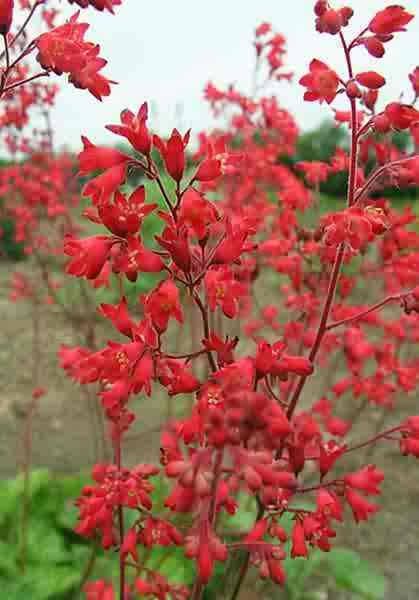 100 HEUCHERA FIREFLY Coral Bells Heuchera Sanguinea Red Flower Shade Seeds