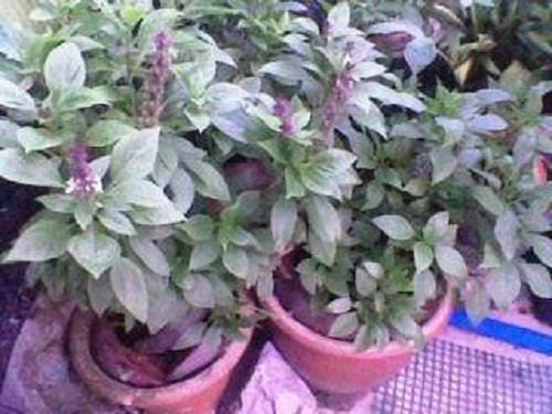 500 ANISE PERSIAN BASIL Ocimum Basilicum Herb Flower Seeds