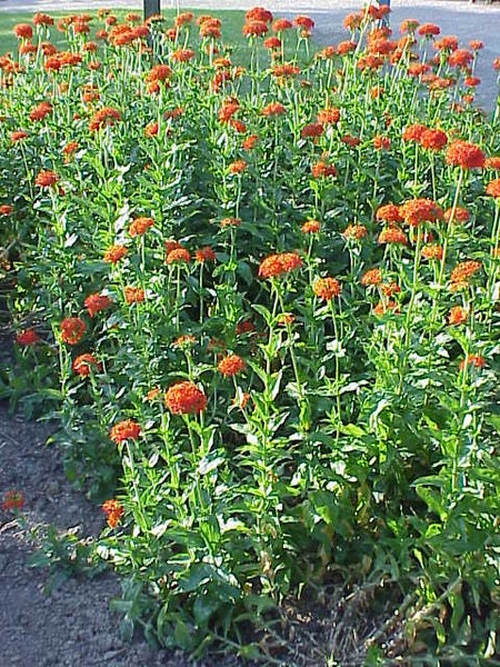 300 MALTESE CROSS (Jerusalem Cross / Campion) Lychnis Chalcedonica Flower Seeds