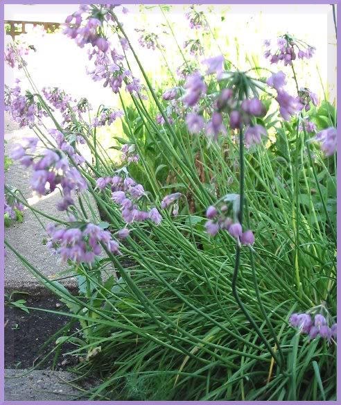 250 ALLIUM NODDING ONION Allium Cernuum Flower Seeds