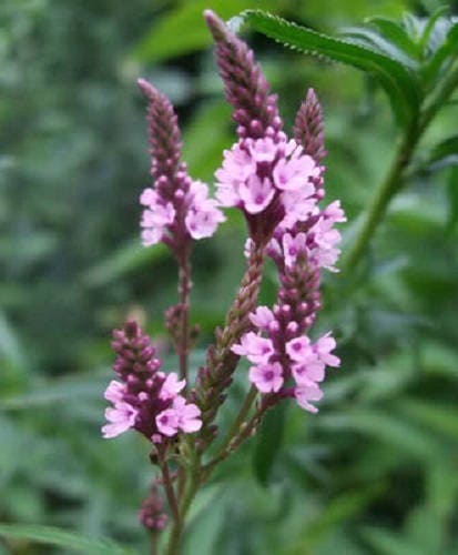 1000 Pink VERVAIN Verbena Hastata Rosea Flower Seeds