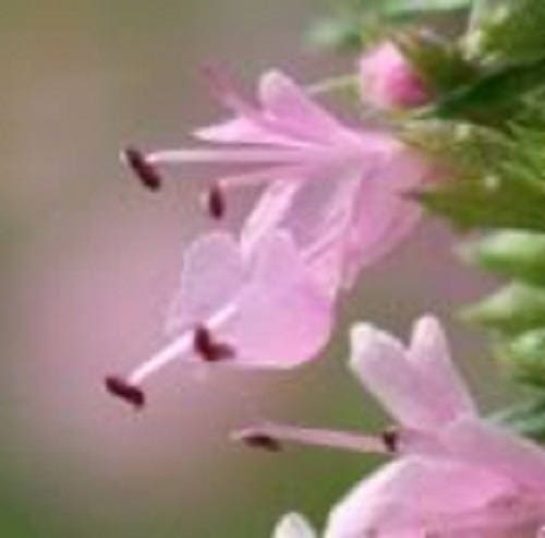 1000 Pink VERVAIN Verbena Hastata Rosea Flower Seeds