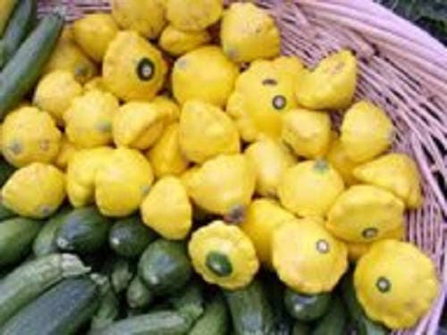 10 Golden YELLOW Bush SCALLOP SQUASH (Patty Pan / Paty Pan / Squanter Squash) Summer Cucurbita Pepo Vegetable Seeds