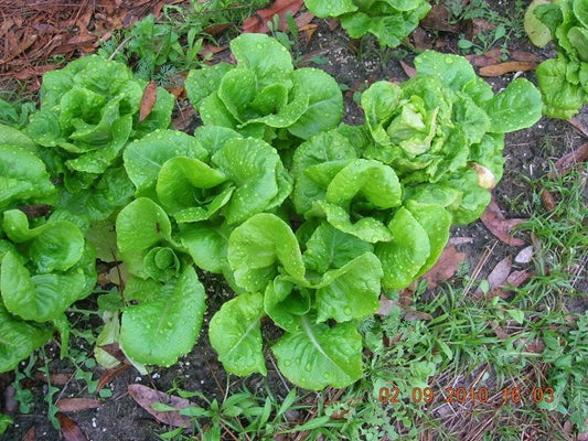 2000 BIBB LETTUCE (Limestone Lettuce) Lactuca Sativa Vegetable Seeds