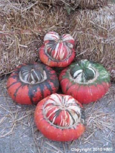 10 American TURKS TURBAN SQUASH Gourd Cucurbita Maxima Vine Seeds