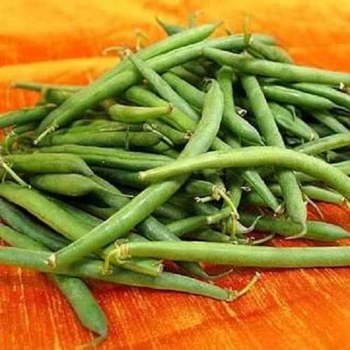 50 TENDERGREEN GREEN BEAN Phaseolus Vulgaris Vegetable Seeds