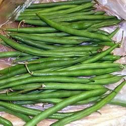 50 TENDERGREEN GREEN BEAN Phaseolus Vulgaris Vegetable Seeds
