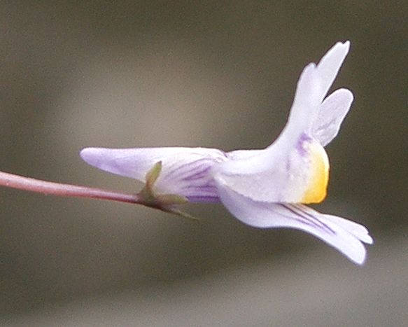 100 KENILWORTH IVY (Ivy-Leaved Toadflax) Cymbalaria Muralis Vine Flower Seeds