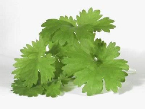 1000 CILANTRO / CORRIANDER / Chinese PARSLEY Coriandrum Sativum Herb Flower Seeds