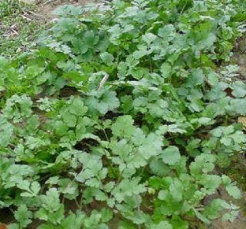 1000 CILANTRO / CORRIANDER / Chinese PARSLEY Coriandrum Sativum Herb Flower Seeds