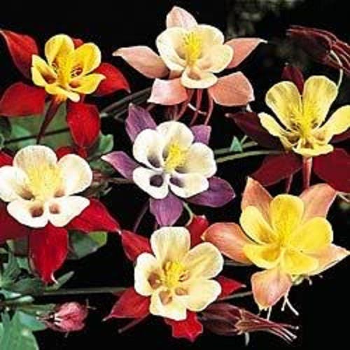 50 Mixed Colors MCKANAS GIANT COLUMBINE Aquilegia Vulgaris Flower Seeds