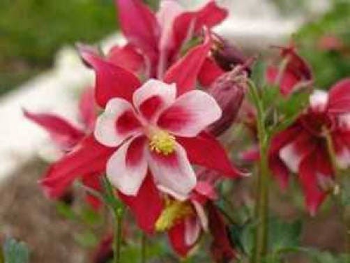 50 Mixed Colors MCKANAS GIANT COLUMBINE Aquilegia Vulgaris Flower Seeds