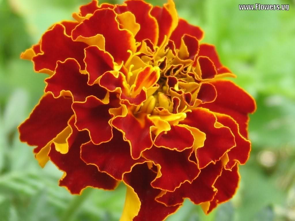 500 Mixed Colors FANCY MIX Pot MARIGOLD Calendula Officinalis Flower Seeds