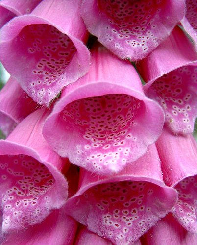 1000 DWARF FOXY MIX FOXGLOVE Digitalis Purpurea Flower Seeds